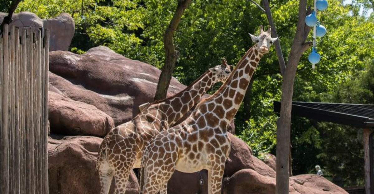 28 Best Zoos In The United States You Need To Visit At Least Once In Your Lifetime