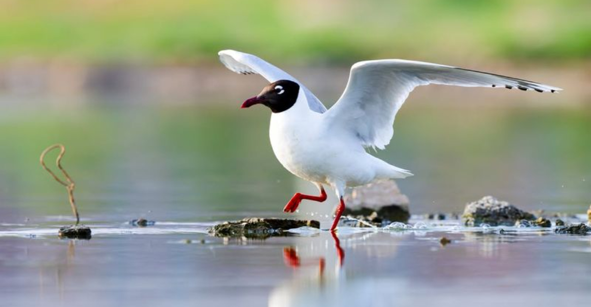 29 Black And White Birds (With Pictures Of Each To Help You Identify Them!)