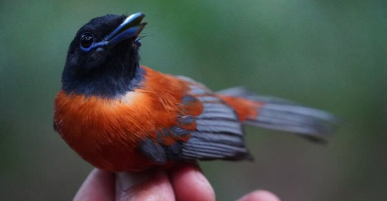 29 Adorable Yet Surprisingly Dangerous Animals You Shouldn't Mess With