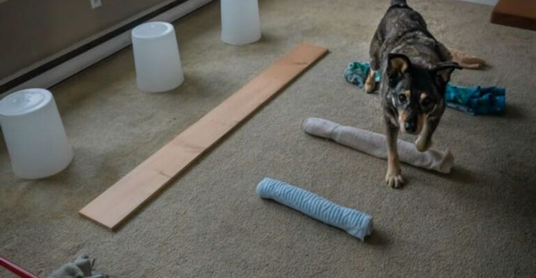 29 Fun And Simple Ways To Keep Your Pet Entertained While You're Away