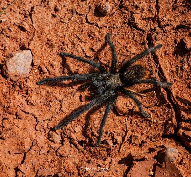 3. Tarantula