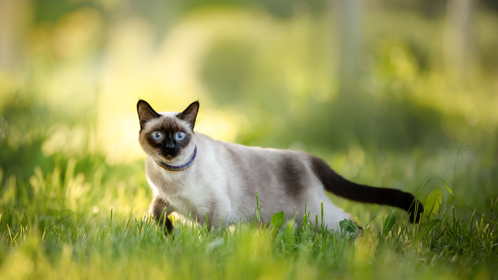 30 Cat Breeds That Prefer Being Outdoors