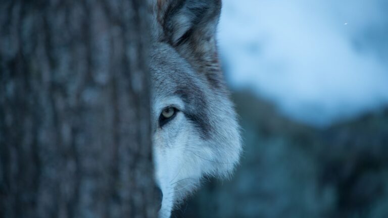 30 Wild Animals That Could Be Dangerous For Your Dog