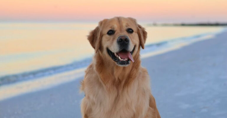 30 Dog Breeds That Represent The Pinnacle Of Beauty Around The World