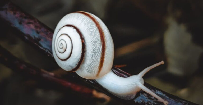 30 Fun Snail Facts That Will Surprise You