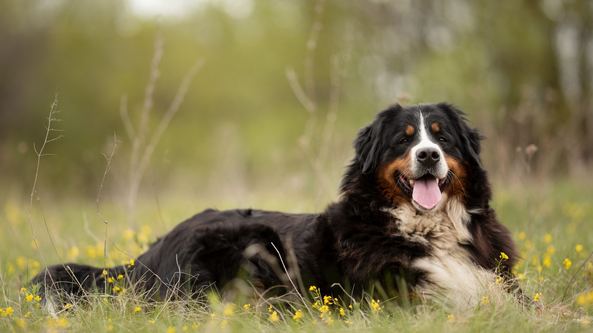 31 Dog Breeds That Rarely Show Aggression