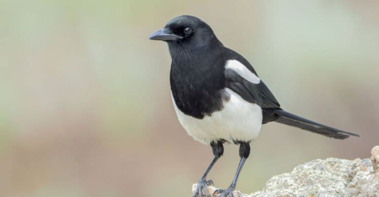 31 Stunning Black And White Birds: A Visual Guide To Identifying Them
