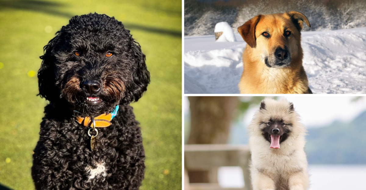 33 Exciting New Dog Breeds Just Recognized By The American Kennel Club