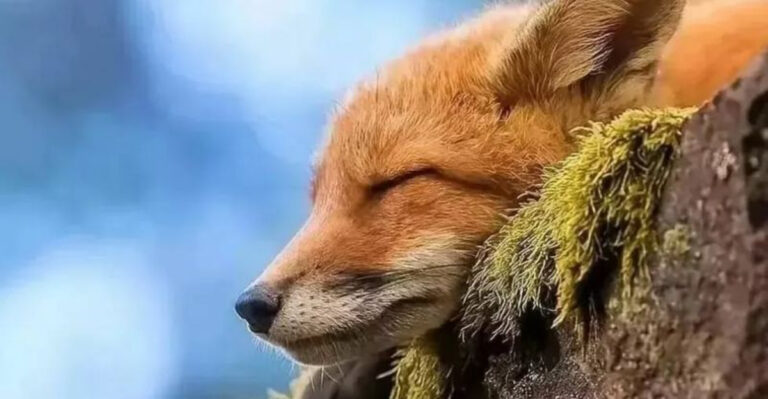 33 U.S. States With The Most Foxes (Is Your State On The List?)