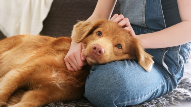 34 Dog Breeds With Gentle Souls