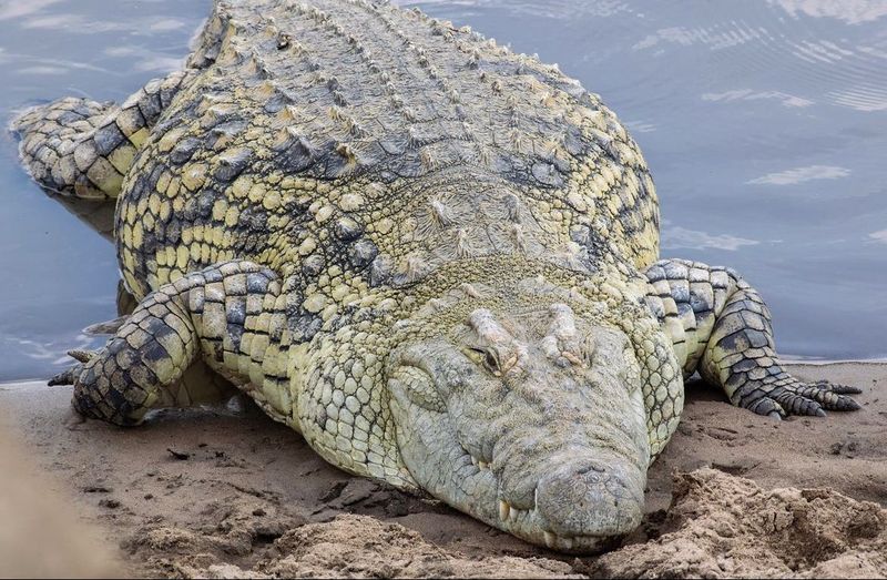 4. American Alligator