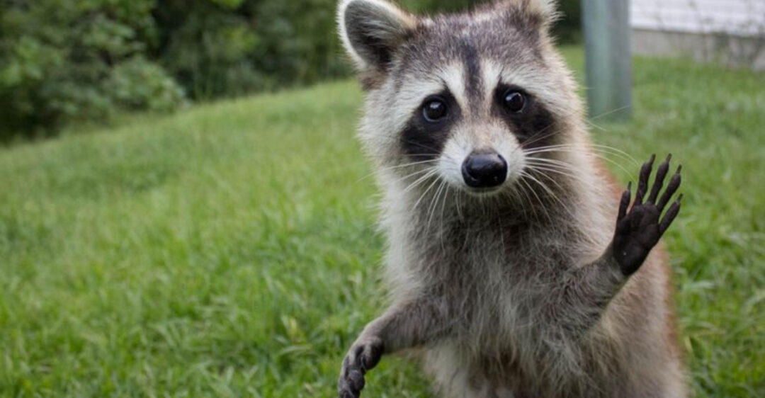 Racoons R 19 Things About Raccoons Every American Should Know