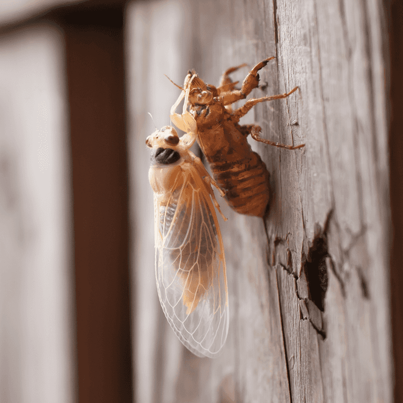 5. Cicada