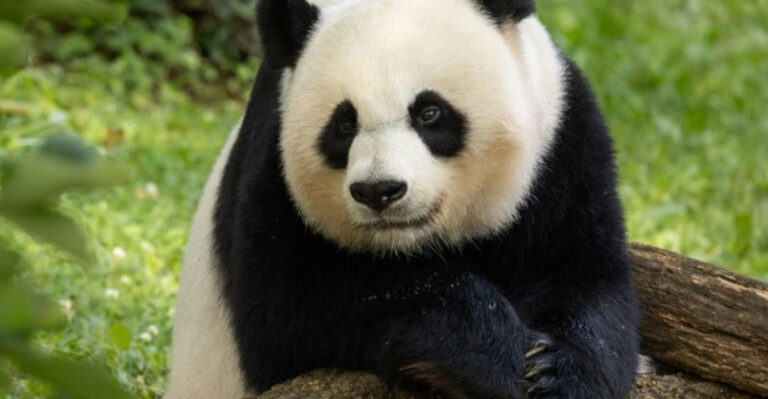 6 Peaceful And 6 Dangerous Bears You Might Encounter In North America