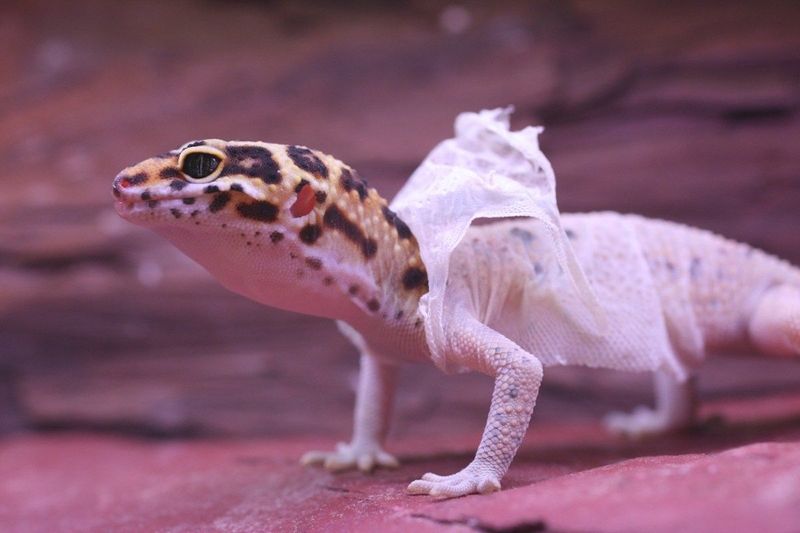 6. Leopard Gecko