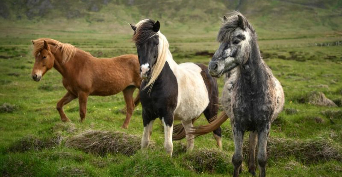 7 Horse Breeds With The Longest Lifespan