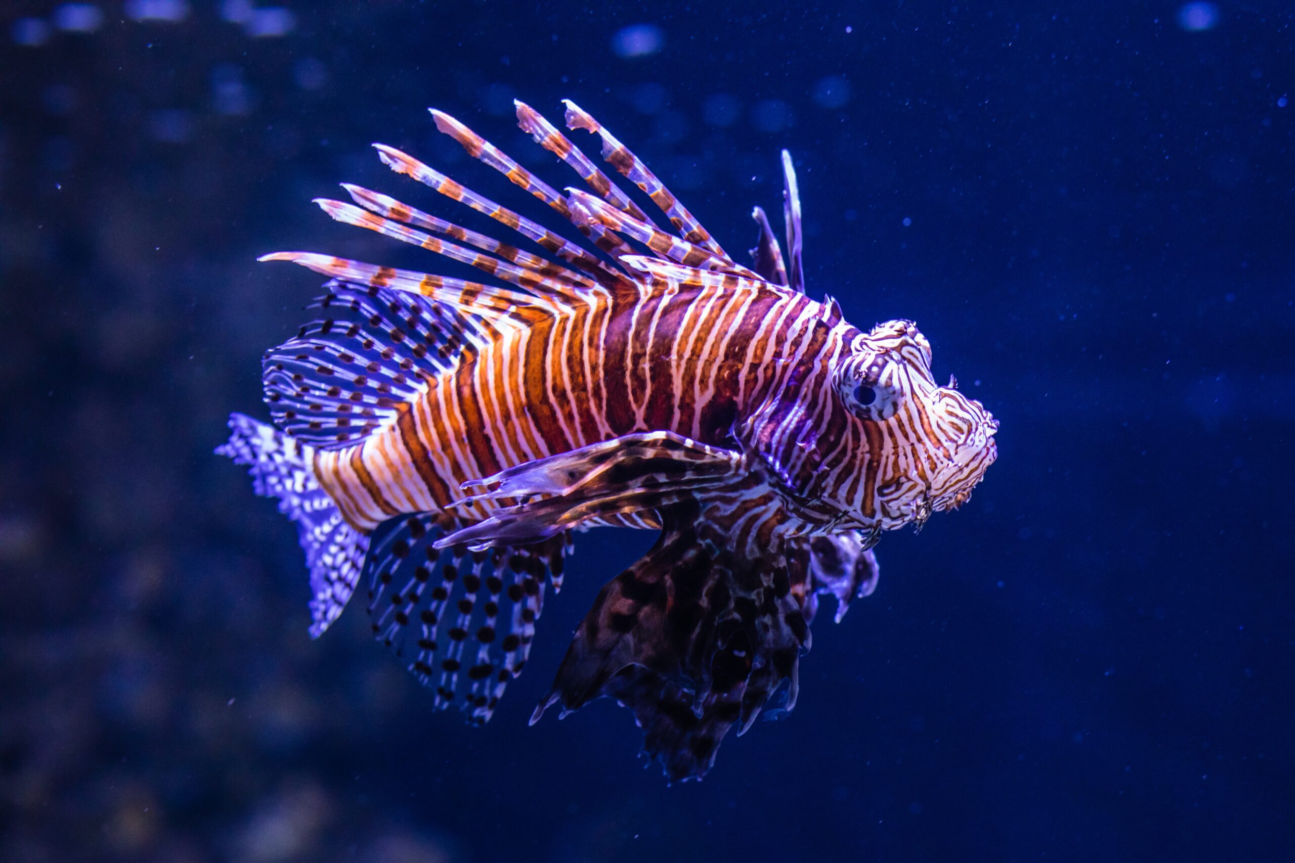 7 Of The Most Stunning Fish That Are Actually Surprisingly Poisonous