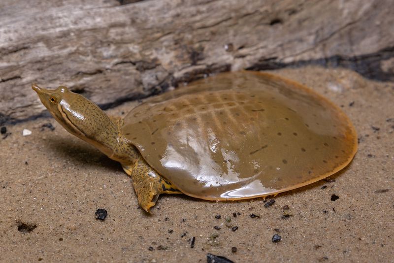 7. Softshell Turtle