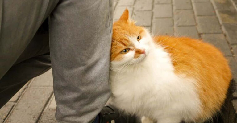 10 Reasons Why Cats Rub Against You