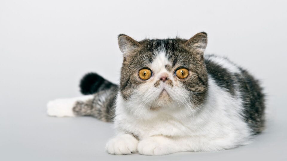 8 Adorable Flat-Faced Cat Breeds You’ll Fall In Love With - Animalko