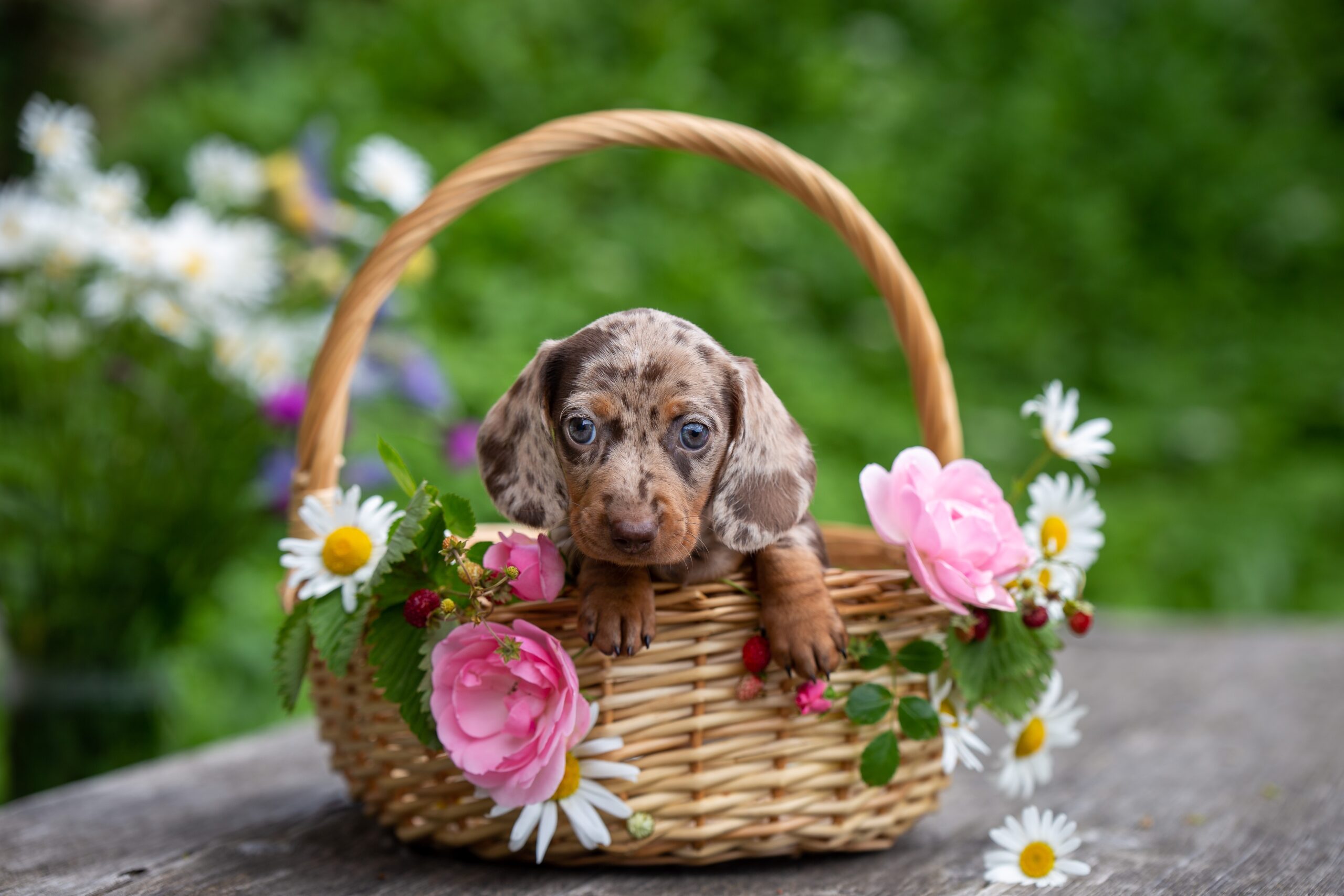 8 Growth Stages Of A Dachshund And Essential Tips For Raising A Happy Pup