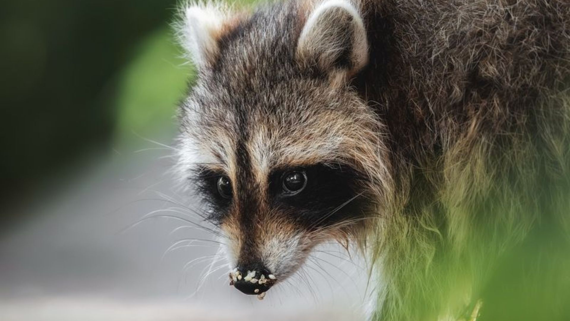 8 Irresistible Scents That Attract Raccoons To Your Yard