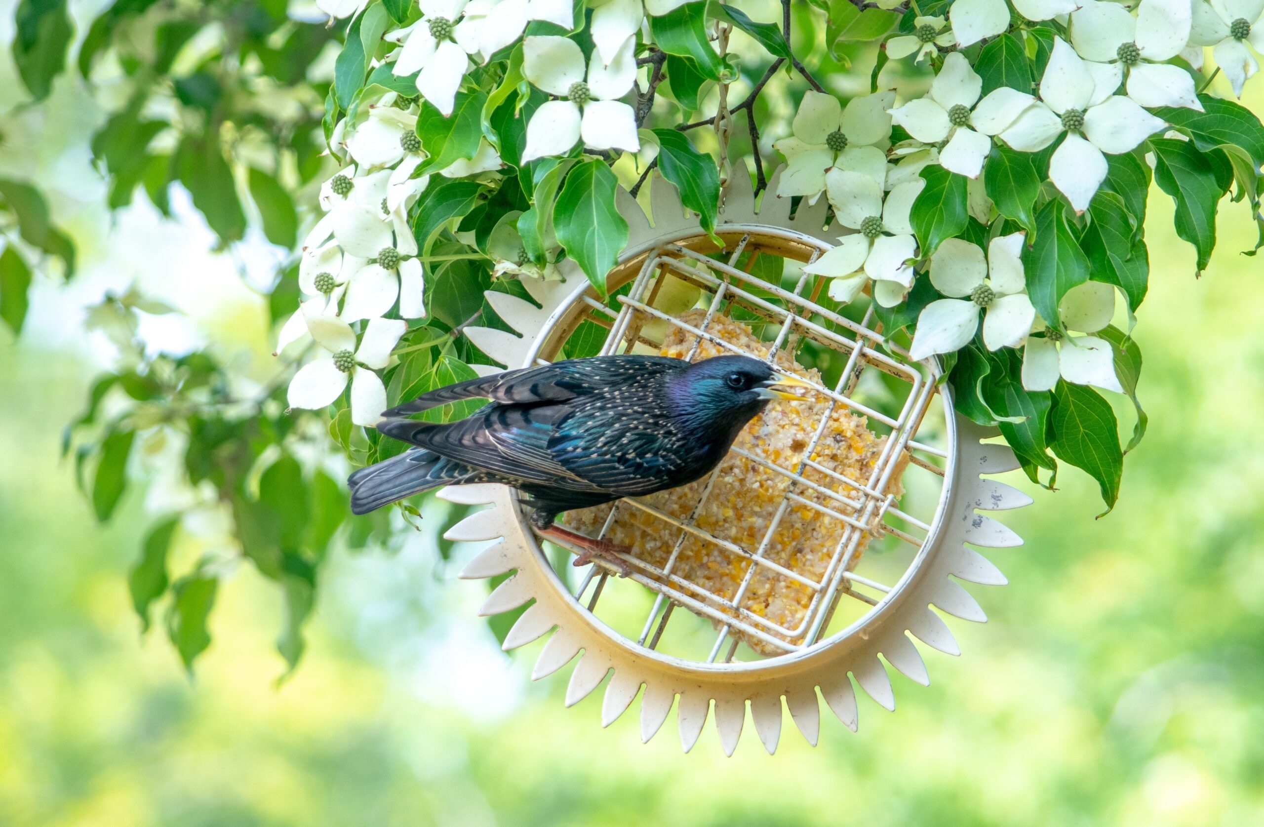 8 Simple Ways To Attract Songbirds To Your Yard And Garden