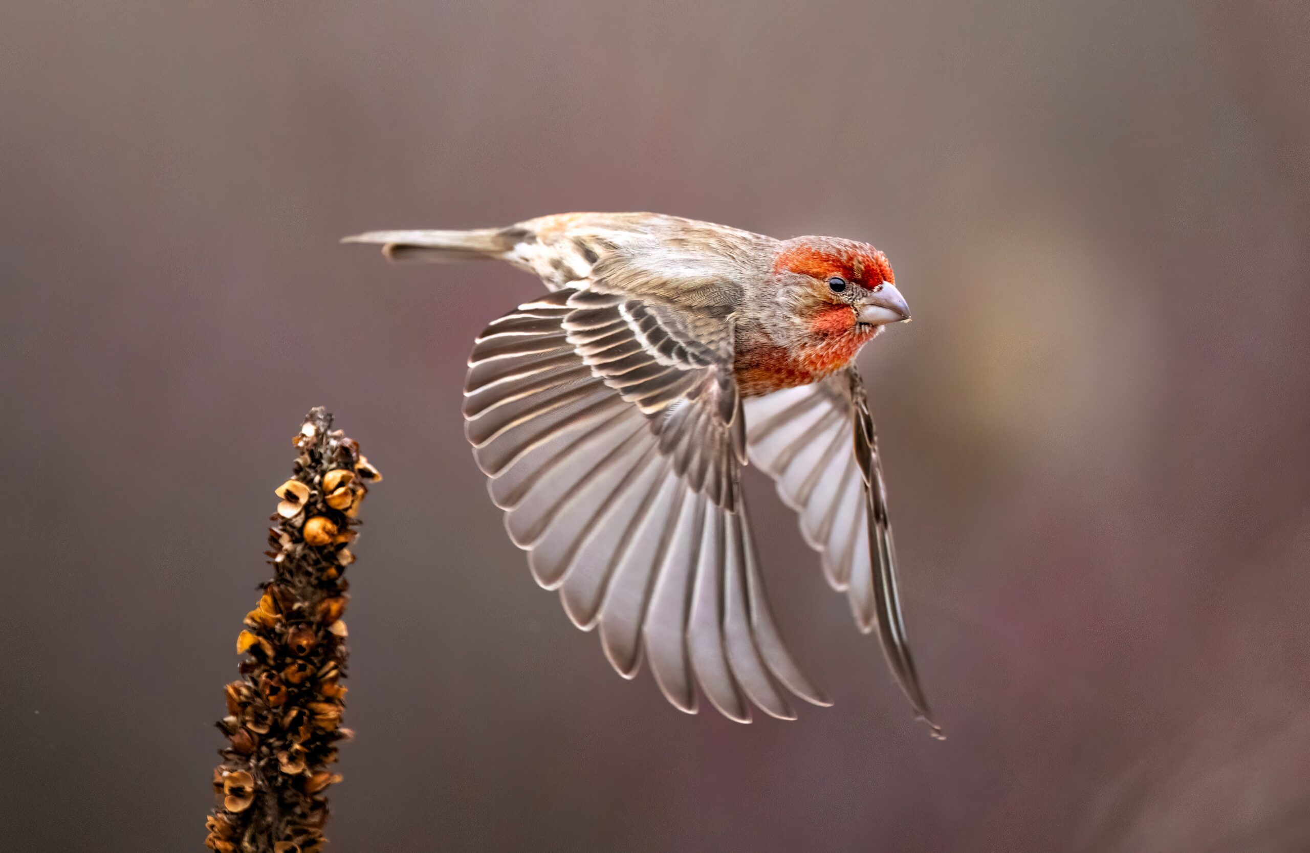 8 Ways To Identify A House Finch