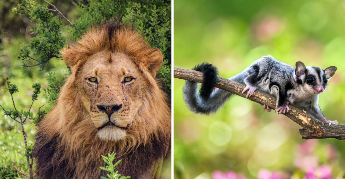 8 Wild Animals You Can Tame And 8 You Absolutely Shouldn’t