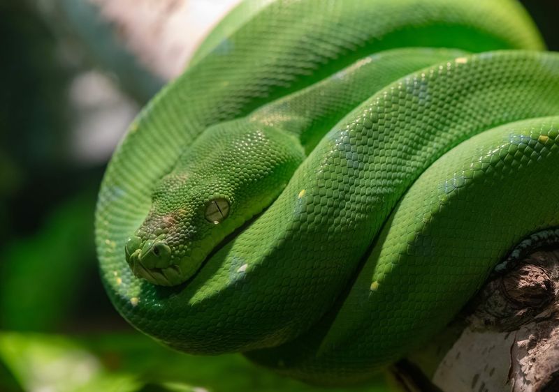 8. Green Tree Python