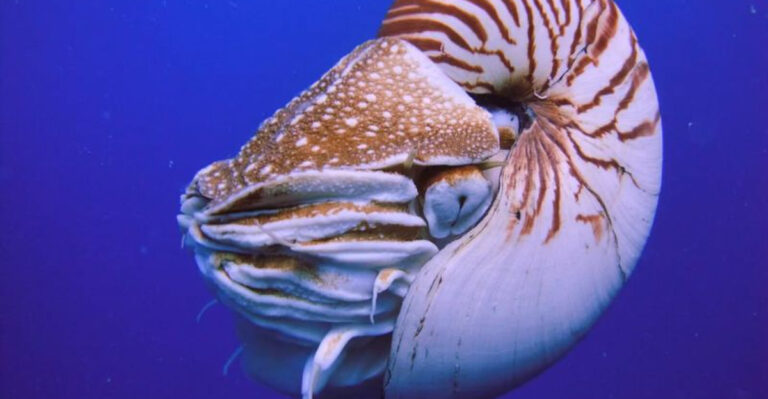 Top 10 Animals That Have Shells - Animalko