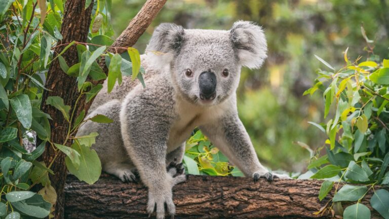 9 Animals That Are The Last Of Their Species