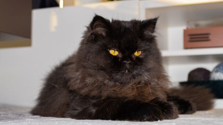 9 Fascinating Facts About Black Persian Cats
