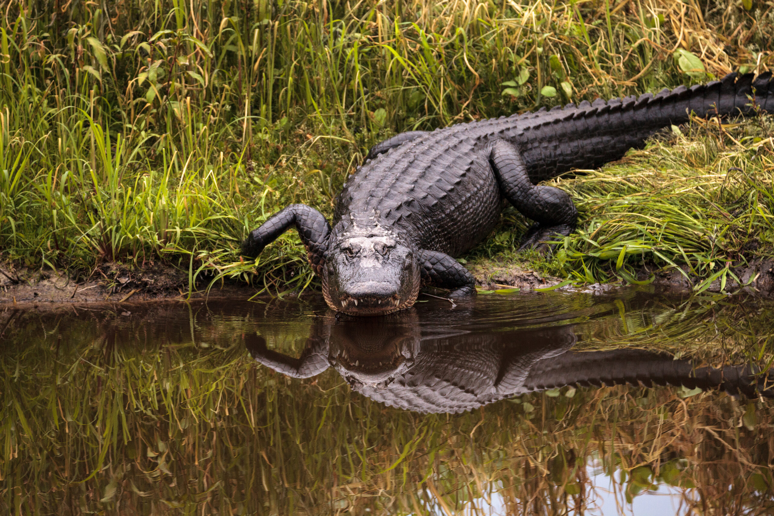 9 Florida Rivers Infested By Alligators That You Should Avoid