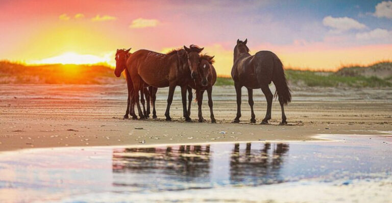 9 Stunning Locations In America To Spot Wild Horses
