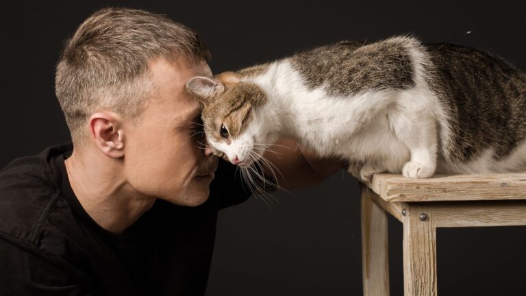 9 Surprising Reasons Why Your Cat Headbutts And Then Bites You
