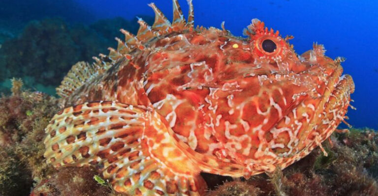 9 Beautiful Fish That Pack A Surprisingly Dangerous Punch