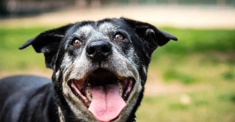 9 Compelling Reasons To Consider Adopting An Older Dog