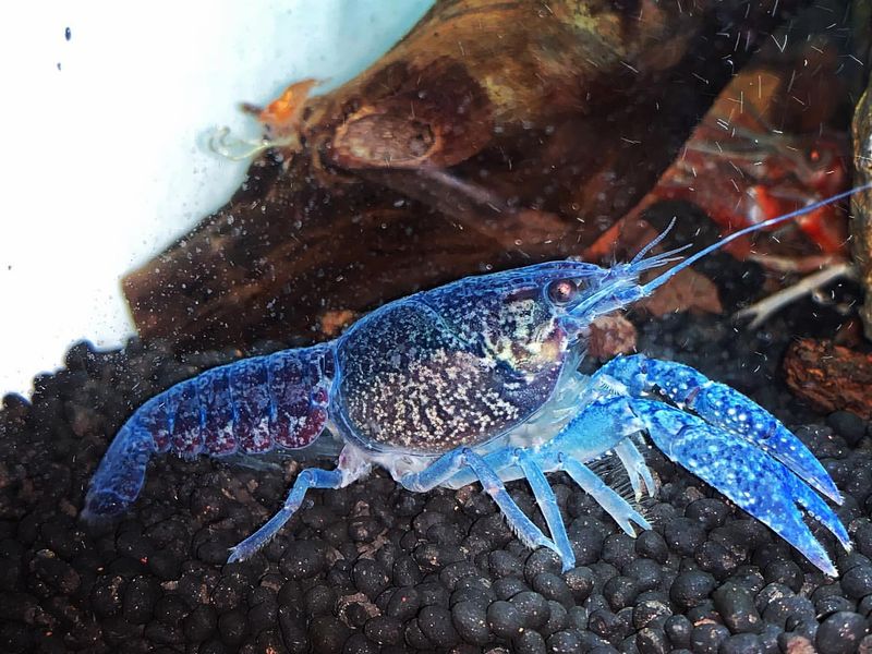 9. Blue Crayfish