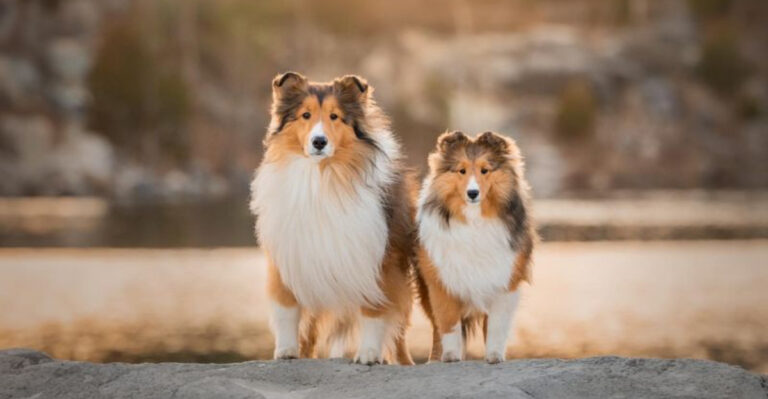 28 Dog Breeds Who Thrive On Human Interaction