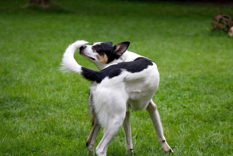 A Wagging Tail Means a Happy Dog