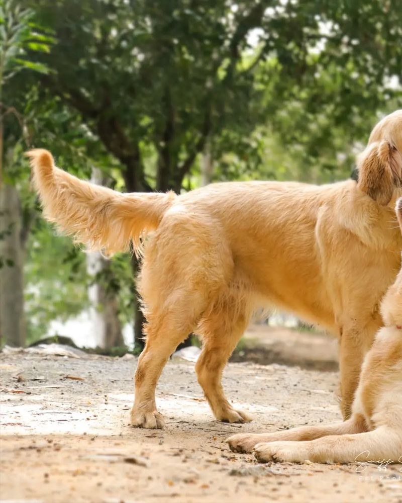 A Wagging Tail Means a Happy Dog