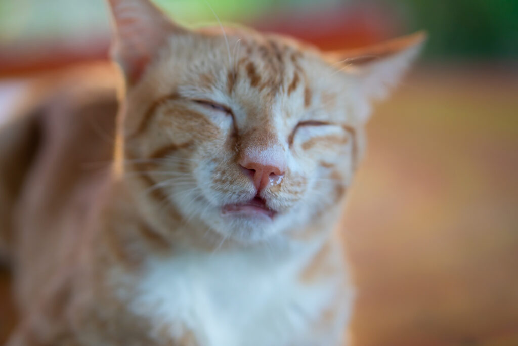 A cat with its eyes closed has a runny nose