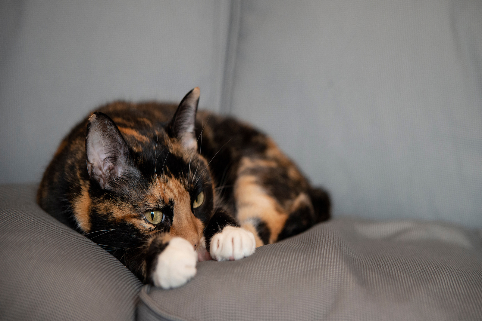 A colorful cat is lounging on the couch