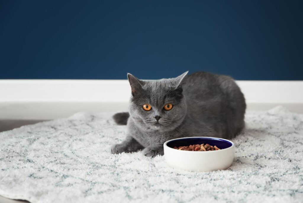 A lively cat sits next to a bowl of food