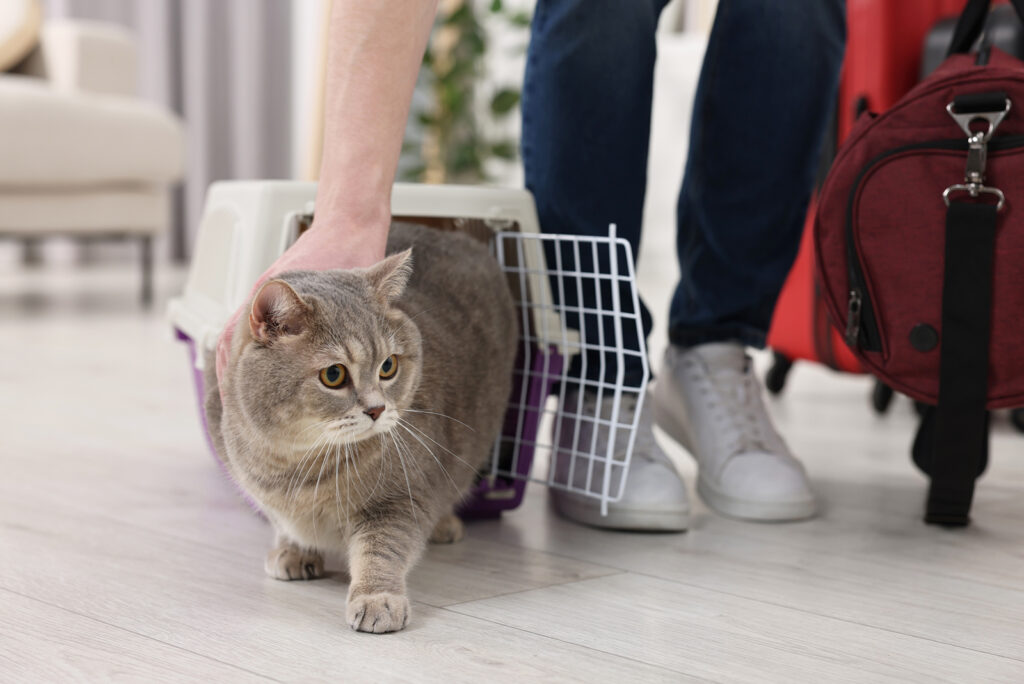 A man released a cat from a cage