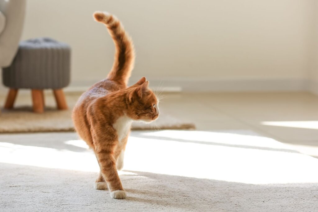 A yellow cat walks around the house with its tail raised