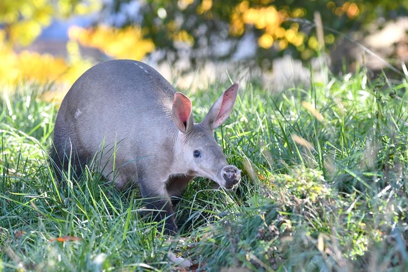 Aardvark