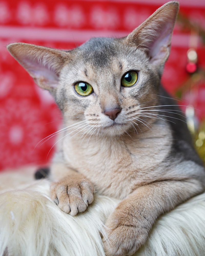 Abyssinian