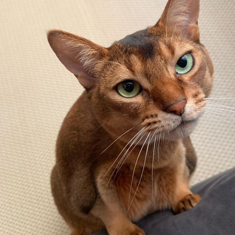 Abyssinian